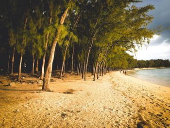 Trees on beach against sky