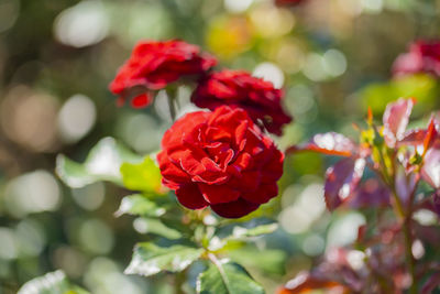 Close-up of red rose on plant