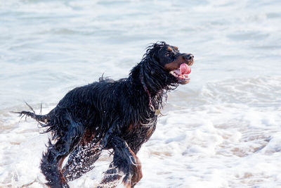 Wet dog running on shore