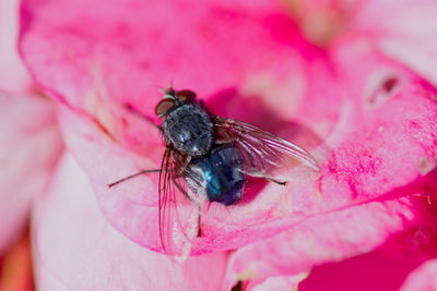 Close-up of fly on pink flower
