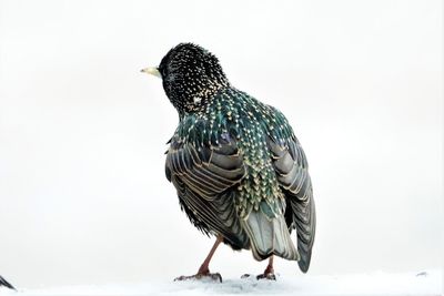 Close-up of bird perching on a snow