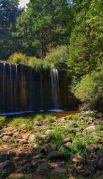 Scenic view of waterfall in forest