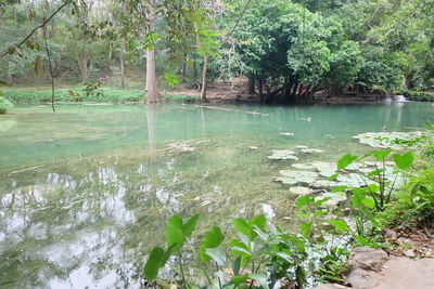 Scenic view of lake in forest