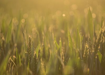 Close-up of wheat field