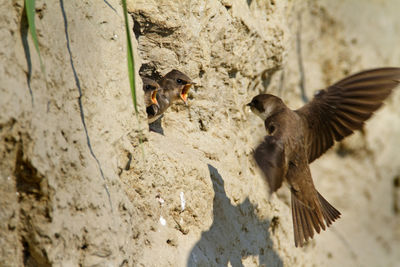 Sand martin feeding the offspring in the colony on the steep river banks of the drava river