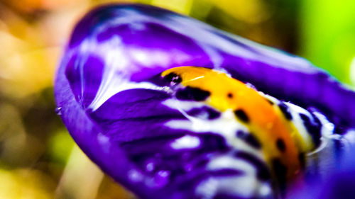 Close-up of flower petals