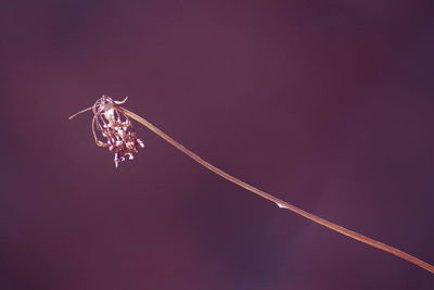 Low angle view of insect against sky
