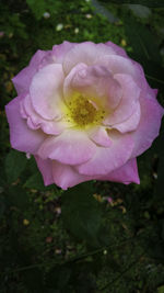 Close-up of pink flowers