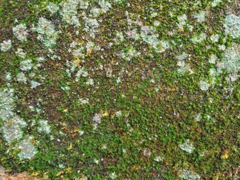 Full frame shot of plants growing on field