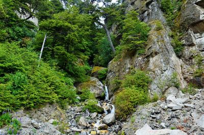 Scenic view of waterfall in forest
