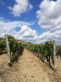 View of vineyard against sky