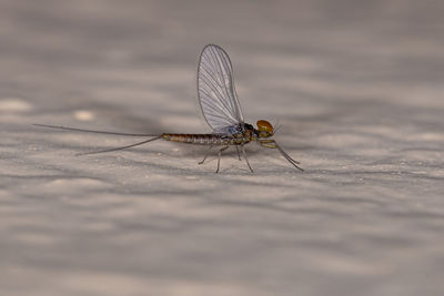 Close-up of fly on wall