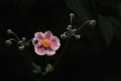 Close-up of pink flowering plant against black background