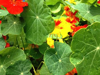 Close-up of green leaves