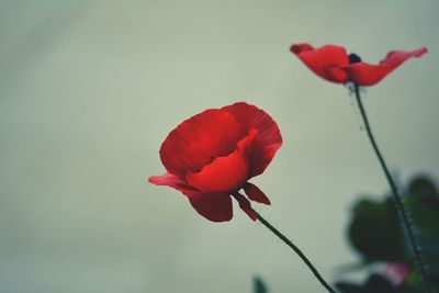 Close-up of red poppy blooming outdoors