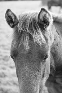 Close-up of a horse