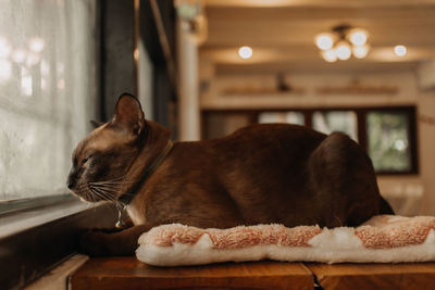 Close-up of a cat on table