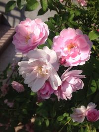 Close-up of pink flowers