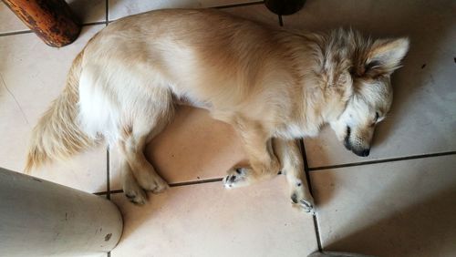 High angle view of dog sleeping on floor