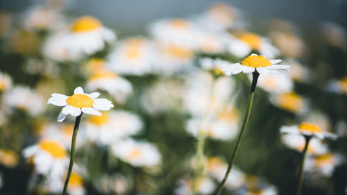 Close-up of yellow flowering plant on field