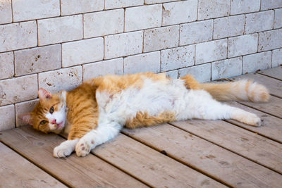 Cat lying on footpath against wall