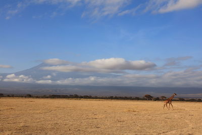 Giraffe on field against cloudy sky at amboseli national park