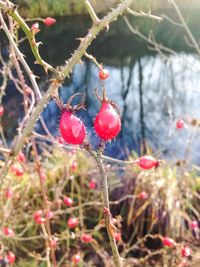 Close-up of red berries on branch