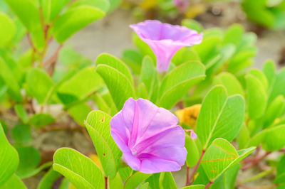 Close-up of purple flowering plant