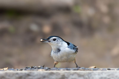 Close-up of bird perching