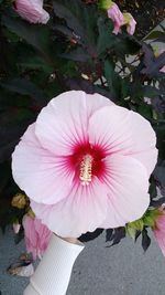 High angle view of pink flower blooming outdoors