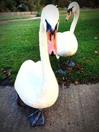 Swans on field