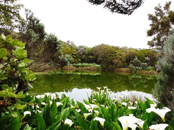 Scenic view of lake in forest against clear sky