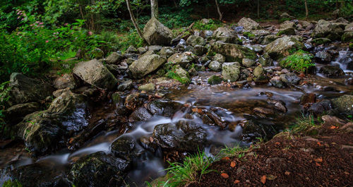 Stream flowing through rocks in forest