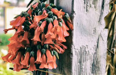 Close-up of orange flower