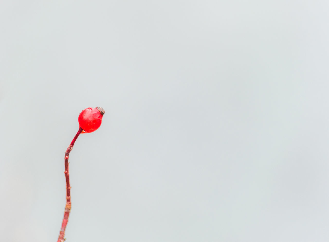 red, close-up, freshness, no people, fruit, healthy eating, rose hip, food, indoors, day