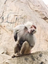 Monkey sitting on rock