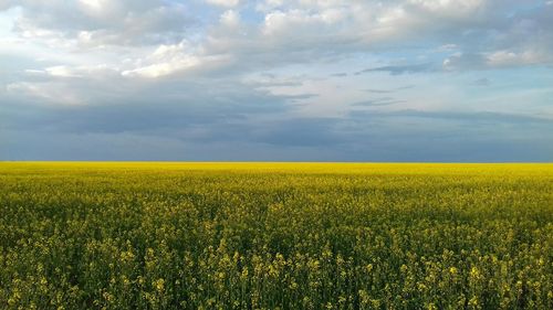 Scenic view of oilseed rape field against sky