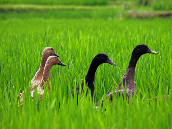 Ducks on grass