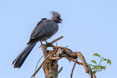 Low angle view of bird perching on branch against sky