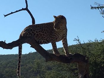 Low angle view of giraffe on landscape against sky