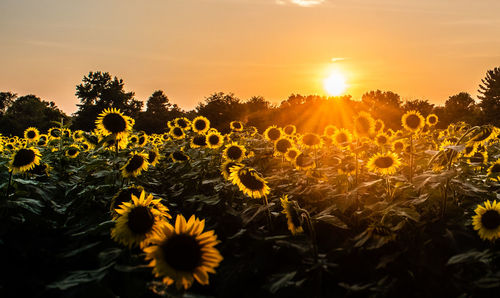 Sunflowers on field against orange sky