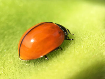 Macro shot of insect on leaf