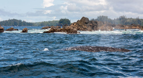 Whale swimming in sea