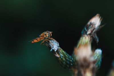 Close-up of insect