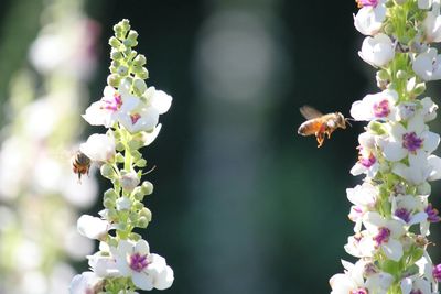 Close-up of insect on white flowering plant