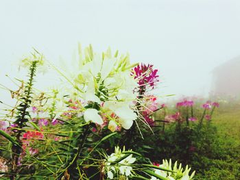 Close-up of plants against clear sky