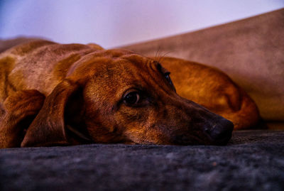 Close-up of a dog resting