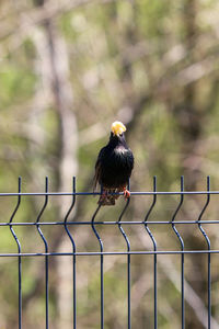 Bird perching on metal railing