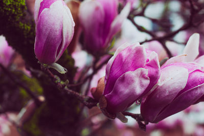 Close-up of pink flowering plant