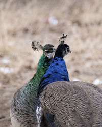 Close-up of peacock